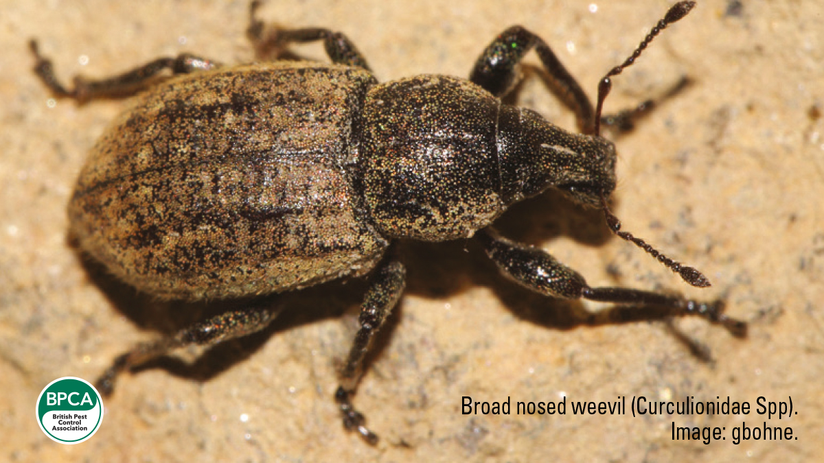 Broad nosed weevil Curculionidae Spp non pest insects BPCA Broad nosed weevil Curculionidae Spp non pest insects BPCA